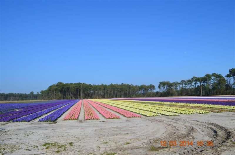 TULIPES ET ,JACINTHES Des LANDES