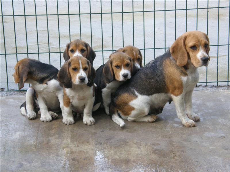DOLLY ET SES CHIOTS ( JUILLET 2011 )