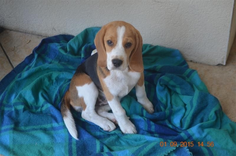 PHOTOS CHIOTS